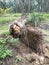 The fallen decompose tree trunk on the ground