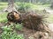 The fallen decompose tree trunk on the ground