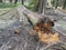 The fallen decompose tree trunk on the ground