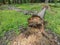 The fallen decompose tree trunk on the ground