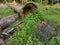 The fallen decompose tree trunk on the ground