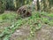 The fallen decompose tree trunk on the ground