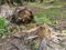 The fallen decompose tree trunk on the ground