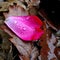 Fallen Dew Covered Rose Petal