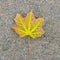 The fallen-down autumn leaf against gravel.