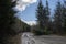 Fallen down tree along forest service road