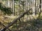 Fallen dried tree in the forest in  Knappen Hill, Vestfold, Norway