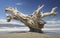 A fallen driftwood devoid of leaves in a solitary environment near the beach.