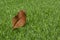 Fallen dry leaf on synthetic artificial turf in park