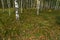 Fallen dry leaves on the grass in birch forest in autumn