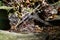 Fallen dry leaves and small branches in a forest pool among stones, moss and vegetation. Wet and humid climate after rainy