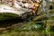 Fallen dry leaves and small branches in a forest pool among stones, moss and vegetation. Wet and humid climate after rainy