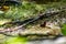 Fallen dry leaves and small branches in a forest pool among stones, moss and vegetation. Wet and humid climate after rainy