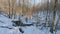 Fallen dry trees lies in the spring forest on the snow. Sunset, the shadows of the trees are moving. Time lapse.