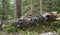 Fallen european aspen, Populus tremula tree damaged by insects in mixed untouched natural forest