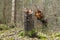 Fallen fir, Picea abies in natural forest