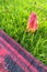 Fallen flower in green grass near red black plastic mat