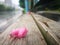 Fallen flower pedal lying on the wooden board