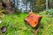 Fallen Forest Tree