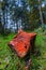 Fallen Forest Tree