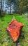 Fallen Forest Tree