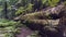 Fallen Giant Redwood Forest Tree