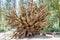 Fallen Giant Sequoia Roots at Mariposa Grove, California