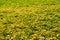 Fallen Ginkgo leaves in autumn on a green grass lawn, California