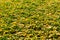 Fallen Ginkgo leaves in autumn on a green grass lawn, California