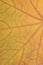 Fallen golden yellow maple leaf texture pattern, autumn fall grunge vintage herbarium abstract background, large detailed vertical