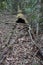 Fallen and hollowed tree is bushland