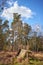 Fallen hunting pulpit on the edge of a forest and clearing