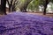 fallen jacaranda flowers creating a purple carpet on the ground