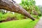 Fallen large tree showing roots uprooted and toppled down over a walkway aftermath of a violent disaster hurrican