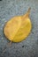 A fallen leaf