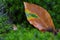 Fallen leaf in a bed of moss