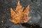 Fallen leaf lie on wet asphalt. Autumn