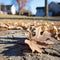 a fallen leaf lies on the ground in front of a house