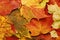 Fallen leaves background