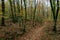 The fallen leaves beech forest. The way.