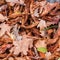 Fallen leaves of chestnut, maple, oak, acacia. Brown, red, orange and gren Autumn Leaves Background