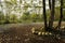 Fallen leaves on cobblestones under trees in sunny winter afternoon