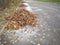 Fallen leaves are collected in equal piles.