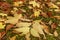 Fallen leaves covered the ground in autumnal forest. Close-up of colorful maple leaves on a sunny day. Autumn mood scene. Tilt-