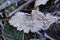 Fallen leaves in crystals of frost on frozen ground. Winter forest. Plants in ice.