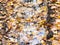 Fallen leaves float in rain puddle in wheel track