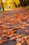 Fallen leaves on the footpath in the autumn park