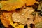 Fallen leaves on the ground. oak leaf and dew drop