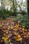 Fallen leaves in Harvington Park, Beckenham, Kent, UK