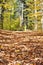 Fallen leaves on a Hike